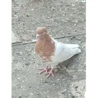 کففتر