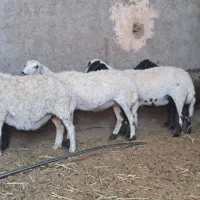 ۱۳راس میش درجه یک رفسنجانی