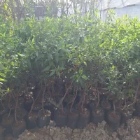 نهال و درخت بادام ریشه پر پاکتی