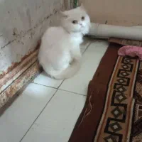 با سلام گربه سالم واکسن همه زده
