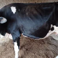 گاو