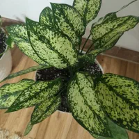خرید موی طلایی فوری