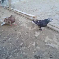 کفتر یا کبوتر