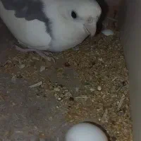 عروس هلندی با تخم
