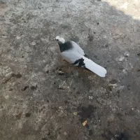 کبوتر