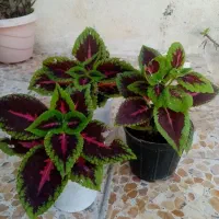 گلهای زیبای من