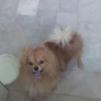 سگ سگ سگ|سگ|تایباد, |دیوار