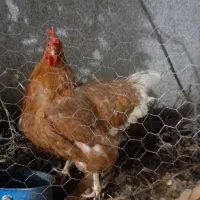 مرغ تخم گذار