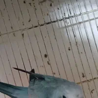 ۳ عدد راهب ۶ ماهه بلو تعیین جنسیت دارن
