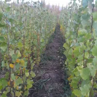 نهال صنوبر یک ساله