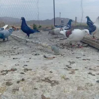 کفترپلاکی مسافتی جوجه جونه