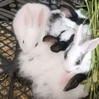 فروش خرگوش بزرگ کوچیک