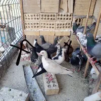 کفتر مفت