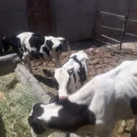 گوساله نر