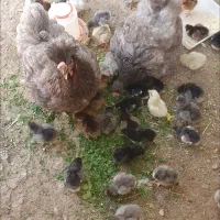 فروش مرغ کرچ جوجه تخم نطفه دار کاکلی