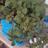 گل وگلدون|گل و گیاه طبیعی|شیروان (خراسان), |دیوار