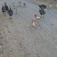 بوقله