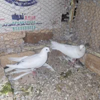 کبوتر پرشی درجه یک