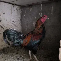 خروس