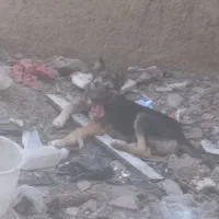 سگ ژرمن