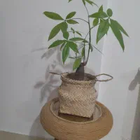 گل پاچیرا معروف به درخت پول
