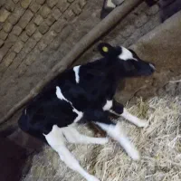 دوتا گوساله