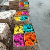 جوجه