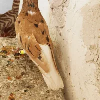 خوشرنگ سرور و چپ سرور و سرور