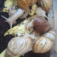 حلزون مولد تخم گذار بزرگ
