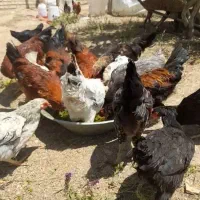 خروس