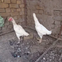 مرغ لاری
