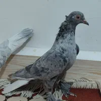 کفتر یا کبوتر ‌