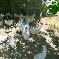 مرغ سفید تخم گذار
