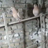 یه جفت جوجه زردی