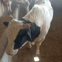 قصاب سلاخ گوسفند زنده گوساله زنده