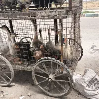 قوغاز اکراینی