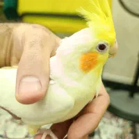 فروش عروس هلندی