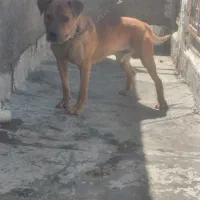 پیتبول نر و ماده