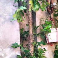 گل کاکتوس