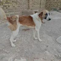واگذاری یک عدد سگ نگهبان