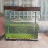 آکواریوم شیشه خم 80سانتی