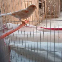 قناری موزایکی سرخ