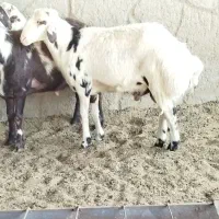 سلام 4 راس بره قوچی سنگین وزن جنس درجه یک