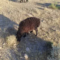 بره نر وماده