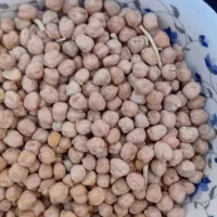 نخوددرجه یک کرمانشاهی
