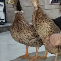 اردک نر و ماده