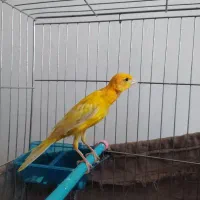 قناری نرمست باباغلوم