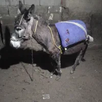 الاغ گوسفندی.