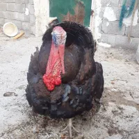 بوقلمون نر و دو ماده