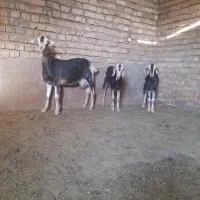 بز الپاین جوان بادوبزغاله بزرگ